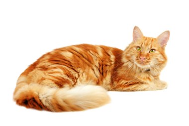 Pinekleme zencefil kedi