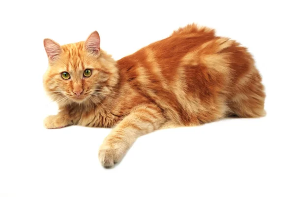 Рыжая кошка расслабляется — стоковое фото