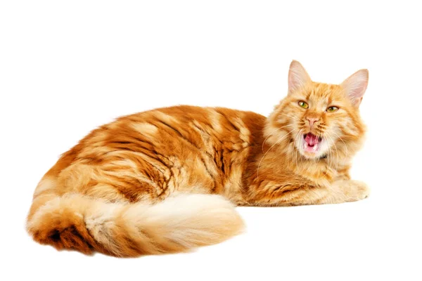 Yawnig gato jengibre —  Fotos de Stock