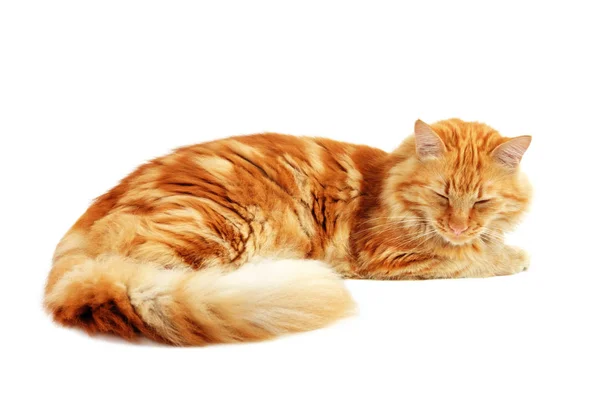 Рыжая кошка дремлет — стоковое фото