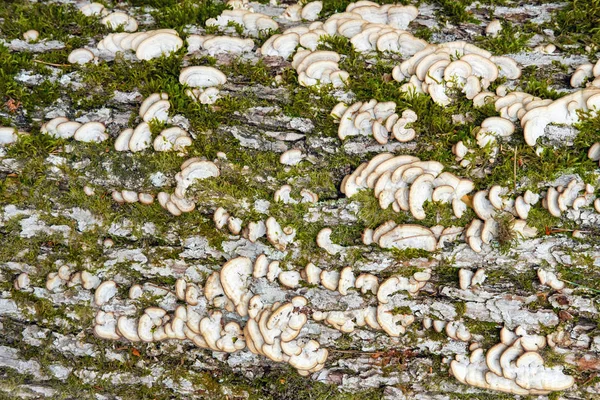 Closeup of mushrooms and moss on the tree — Stock Photo, Image