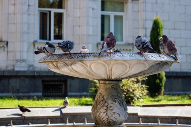 Güvercinler oturmuş çeşmeden su içiyorlar.