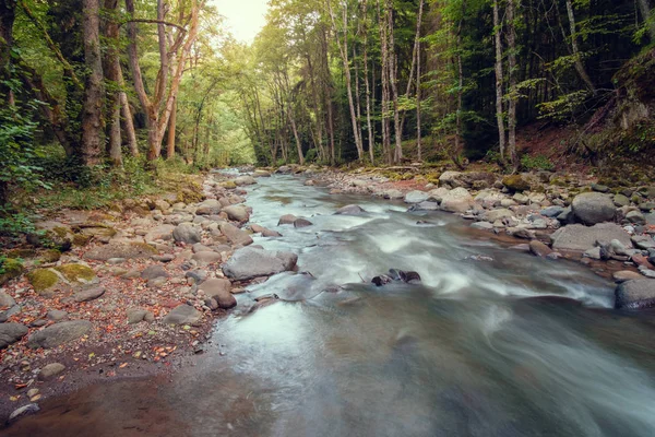 Fluss im Wald — Stockfoto