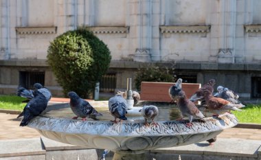 Güvercinler oturmuş çeşmeden su içiyorlar.