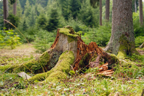 wood stub in the forest with young pine trees blurred background