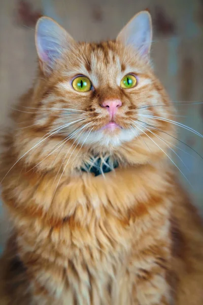 Ginger Kattenportret Met Groene Ogen Roze Neus — Stockfoto