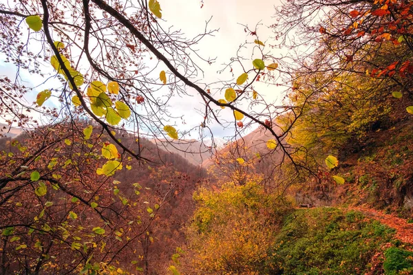 Autumn forest scenery with colorful hills and footpath of fall orange leaves