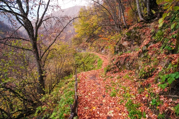 Herbstliche Waldlandschaft Mit Fußweg Aus Orangefarbenen Blättern — Stockfoto