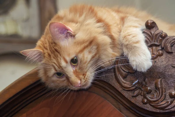 一只年轻的大红猫躺在古董柜的顶部凝视着 — 图库照片