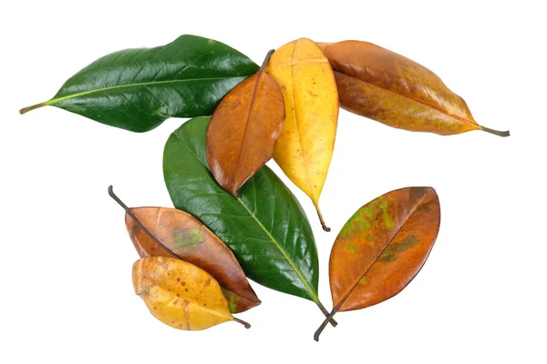 Feuilles Jaunes Vertes Orange Magnolia Isolées Sur Fond Blanc — Photo