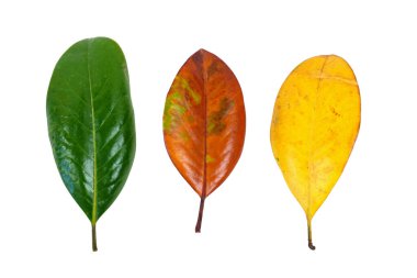 Beyaz arka planda izole edilmiş sarı, yeşil ve turuncu manolya yaprakları.