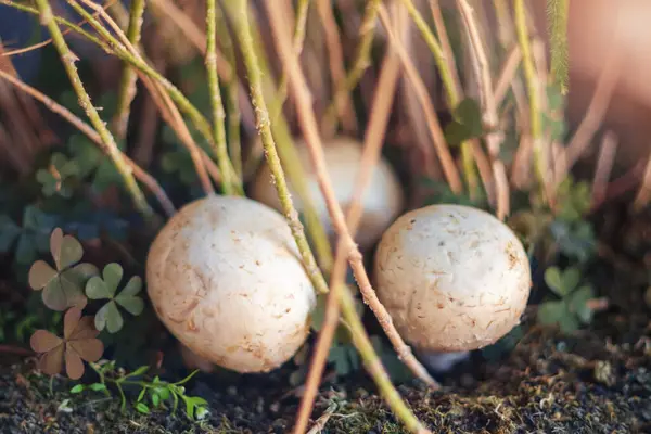 Vita Svampar Marken Höstskogen Selektivt Fokus — Stockfoto