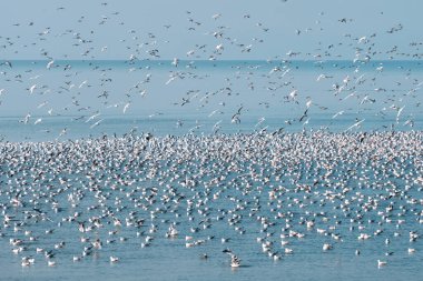 Gökyüzünde uçan martı sürüsü Mavi denizin üzerinde yüzen martılarla