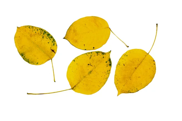 Ξηρά Κίτρινα Φθινοπωρινά Φύλλα Που Απομονώνονται Λευκό Φόντο Πάνω Όψη — Φωτογραφία Αρχείου