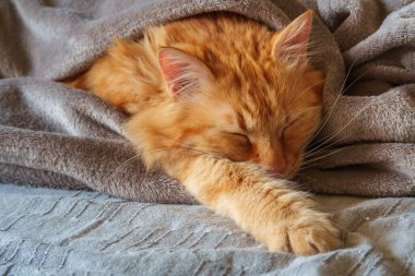 Gri yün bir battaniyeye sarılı uyuyan kızıl kedi. 
