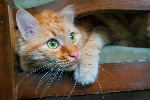 Gato Rojo Jugando Escondiéndose Detrás Silla —  Fotos de Stock