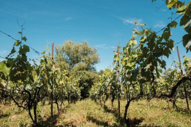 Yazın güneşli bir günde üzüm bağındaki tarlalara bak