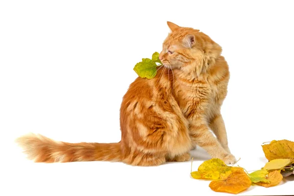 Gember Kat Speelt Met Kleurrijke Herfstbladeren Geïsoleerd Witte Achtergrond — Stockfoto