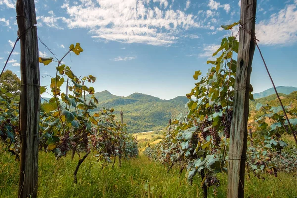 Vineyard Rows Vine Highland Georgian Region Racha — Stock Photo, Image