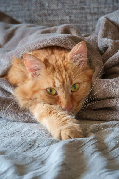 Zázvorová Kočka Zabalená Šedé Vlněné Přikrývce — Stock fotografie