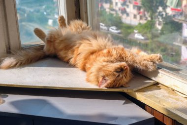 Bir tekir kedi pencere pervazında dinleniyor.
