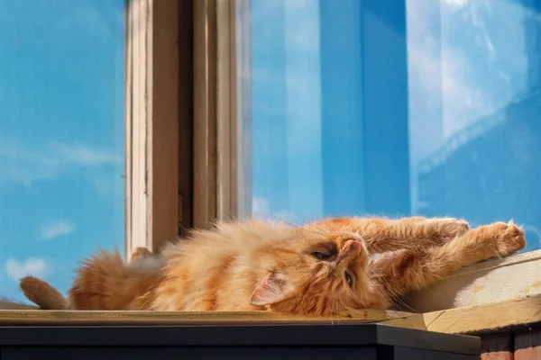 Gato Gengibre Tabby Está Relaxando Soleira Janela — Fotografia de Stock