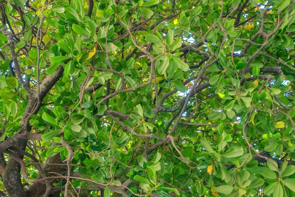 Natürliches Grünes Blättermuster Eines Magnolienbaums Grüne Textur Hinterlässt Hintergrund — Stockfoto