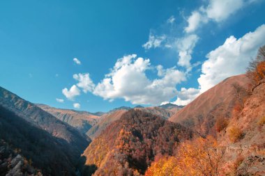 Kırsalda sonbahar manzarası. Tepelerde mavi bulutlu arka planda sarı ve turuncu ağaçlar grubu