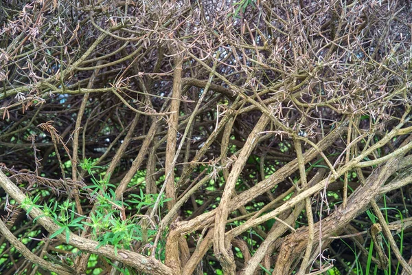 Las Ramas Los Árboles Cierran Fondo Naturaleza Con Vista Campo — Foto de Stock