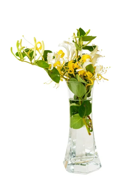 Beautiful bouquet of honeysuckle flowers in the transparent glass vase, isolated on a white background