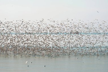Arka planda gemi olan uçan martı sürüsü.