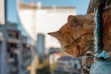 Kırmızı kedi balkonda oturuyor ve etrafa bakıyor, binaların arka planı bulanık.