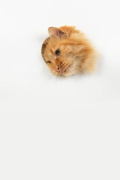 Pisică Ghimbir Încearcă Treacă Prin Gaura Din Hârtie Albă — Fotografie, imagine de stoc