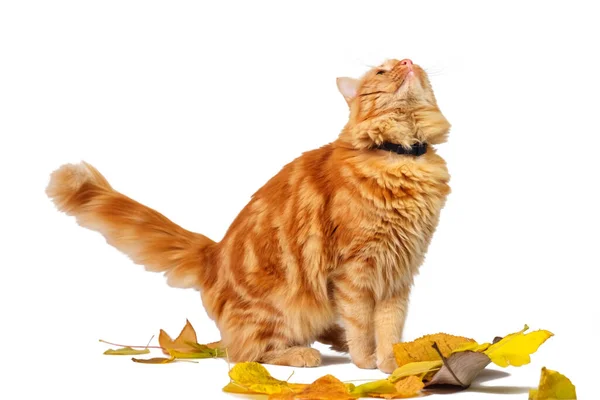 Ginger Cat Está Jugando Con Hojas Coloridas Otoño Aisladas Sobre —  Fotos de Stock
