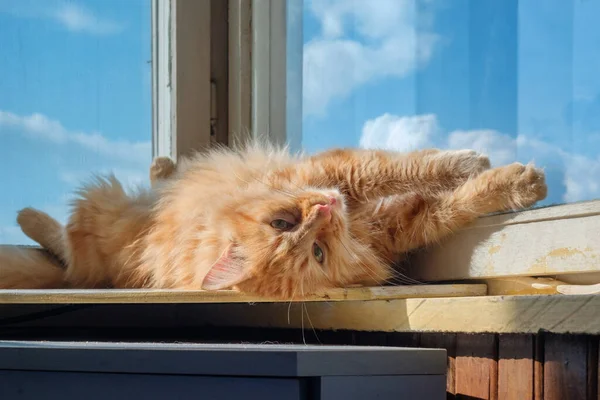 Bir tekir kedi mavi gökyüzü arka planıyla pencere pervazında dinleniyor.