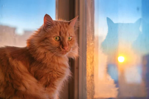 Gatto Zenzero Seduto Sul Davanzale Della Finestra Sfondo Cielo Tramonto — Foto Stock