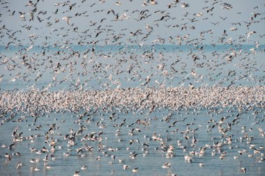 Gökyüzünde uçan martı sürüsü Mavi denizin üzerinde yüzen martılarla