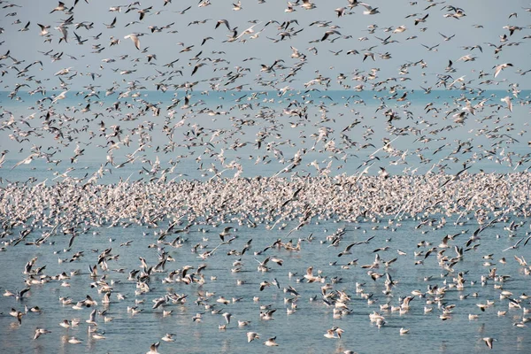 Gökyüzünde uçan martı sürüsü Mavi denizin üzerinde yüzen martılarla