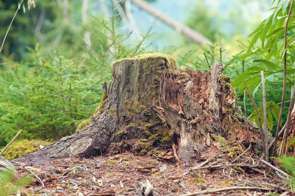 苔に覆われた古い木の切り株の眺め — ストック写真