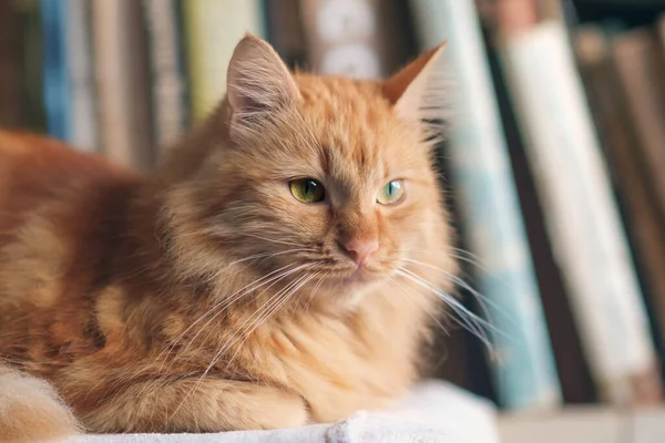 Retrato Del Relajante Gato Jengibre Con Fondo Borroso Estante Del —  Fotos de Stock