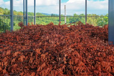 Kuru turuncu sonbahar yaprakları.