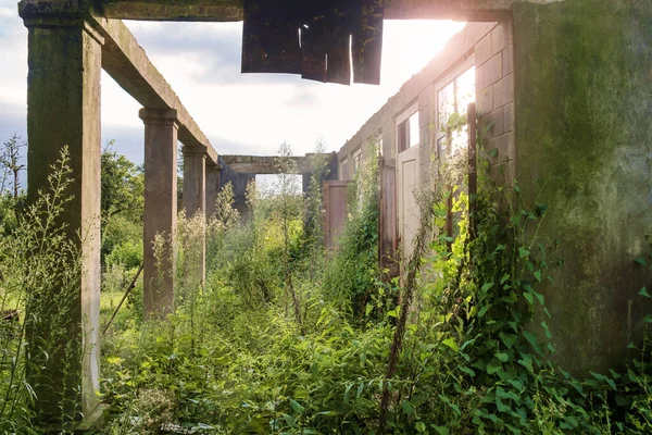 Oude Verlaten Wrak Huis Begroeid Met Groene Klimop Planten — Stockfoto