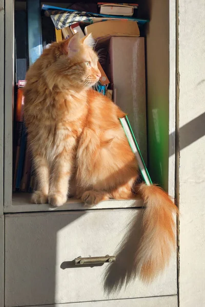 Pisica Roșie Stând Raft Cărți Biblioteca Acasă — Fotografie, imagine de stoc