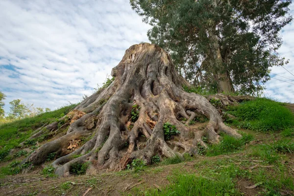 丘の上に大きな根を持つ大きな古い木の切り株 — ストック写真