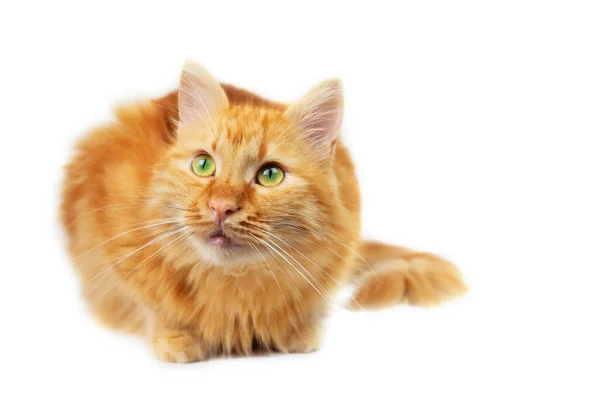 Kucing Berbulu Jahe Dengan Mata Hijau Duduk Dan Melihat Atas — Stok Foto