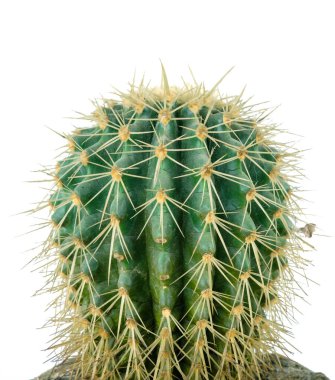 Detail of a cactus isolated on a white background clipart