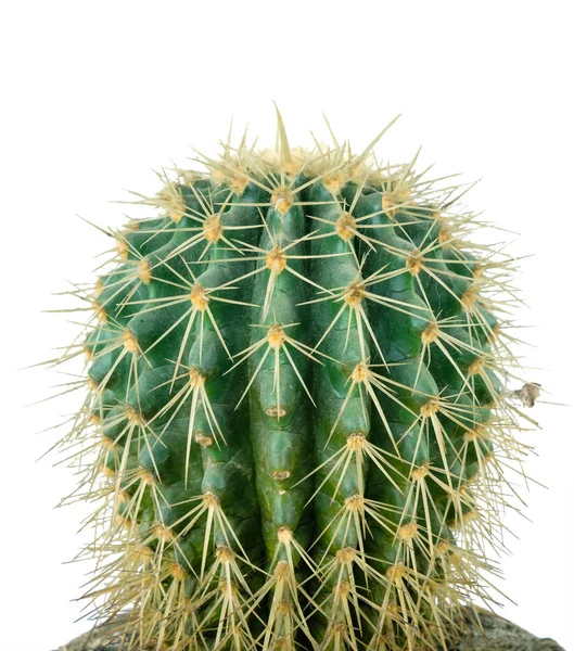 Detalle Cactus Aislado Sobre Fondo Blanco —  Fotos de Stock