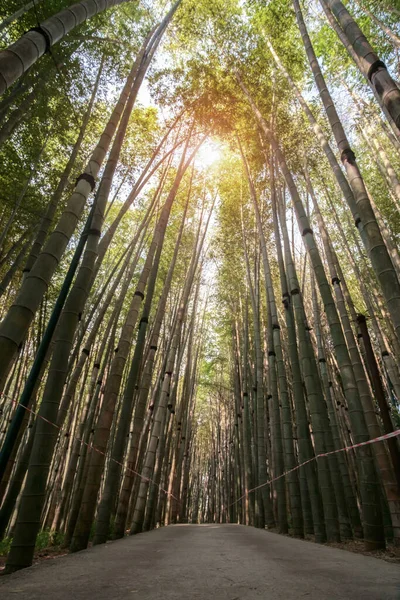 Empty Path Bamboo Alley Bamboo Forest — Stock Photo, Image