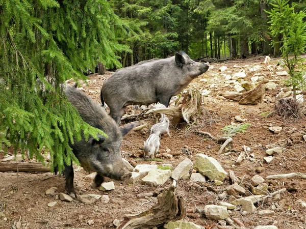 a family of pigs sowing in the fir forest