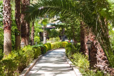 Palmiye ağaçları. Tropik tatil konsepti. Güneşli bir gün.